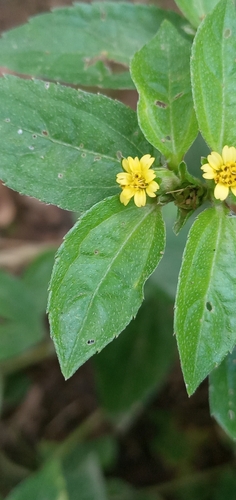 Calyptocarpus vialis image