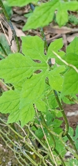 Momordica charantia image