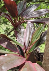 Cordyline fruticosa image