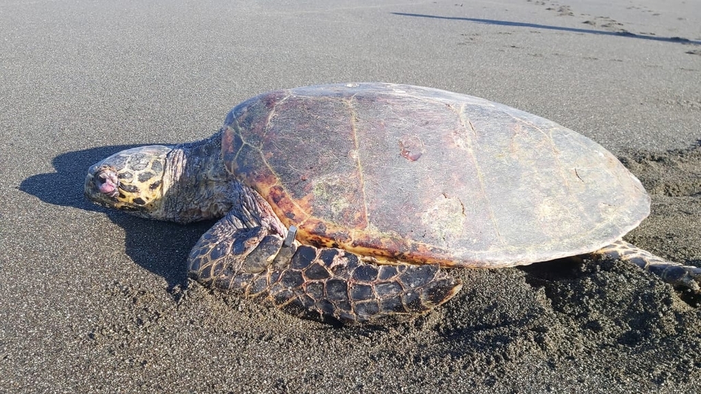 Typical Sea Turtles in November 2022 by Laura Pimentel · iNaturalist