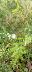 Mimosa pudica image