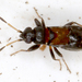 Ischnocoris hemipterus - Photo (c) gernotkunz, all rights reserved, uploaded by gernotkunz