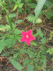 Ipomoea quamoclit image