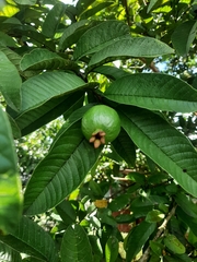 Psidium guajava image