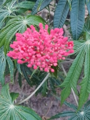 Jatropha multifida image