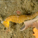 Observation photo