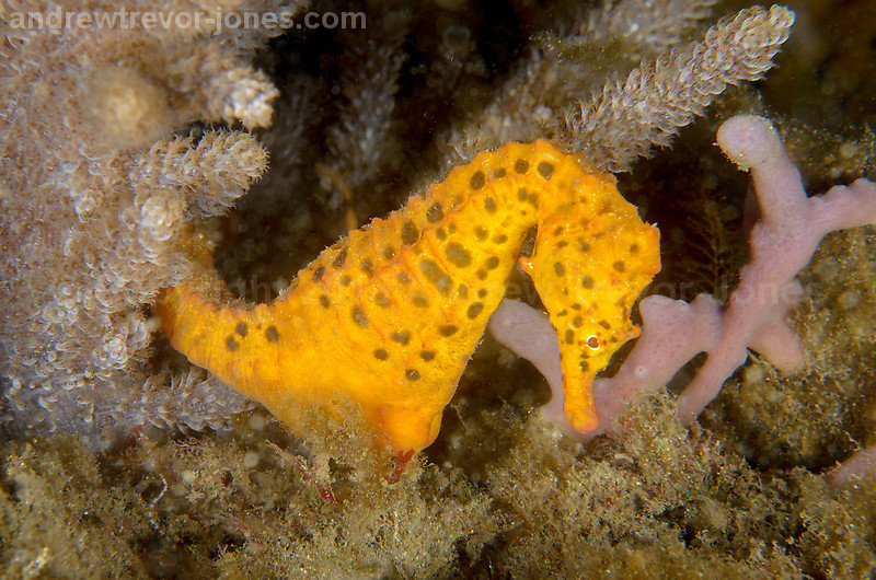 File:Cavalo Marinho (Hippocampus) - Aquário de São Paulo - panoramio.jpg -  Wikimedia Commons