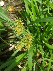 Cyperus odoratus image