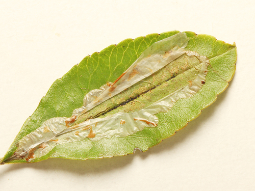 Firethorn Leafminer