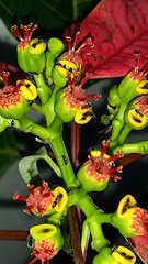 Euphorbia pulcherrima image
