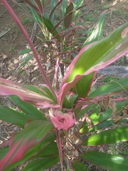 Cordyline fruticosa image