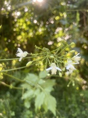 Cardiospermum grandiflorum image