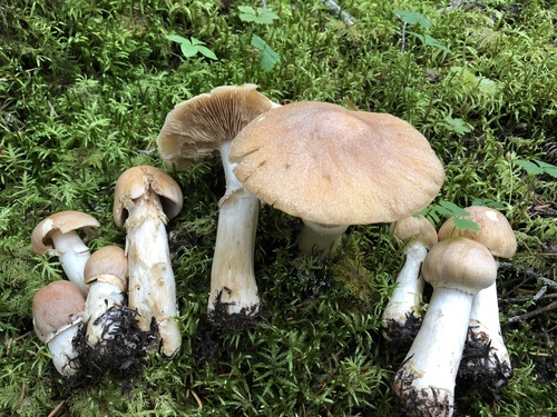Wrinkled Cortinarius