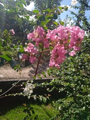 Lagerstroemia indica image