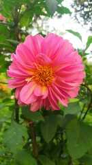 Dahlia pinnata image
