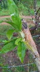 Catasetum maculatum image