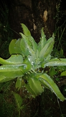 Kalanchoe laetivirens image