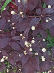 Alternanthera brasiliana image