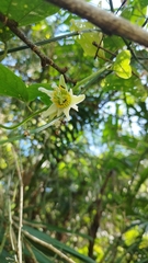 Passiflora biflora image