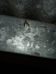 Apoica pallens image