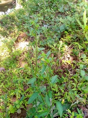 Image of Bernardia myricifolia