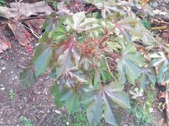 Jatropha gossypiifolia image