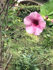 Allamanda blanchetii image