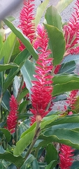 Alpinia purpurata image