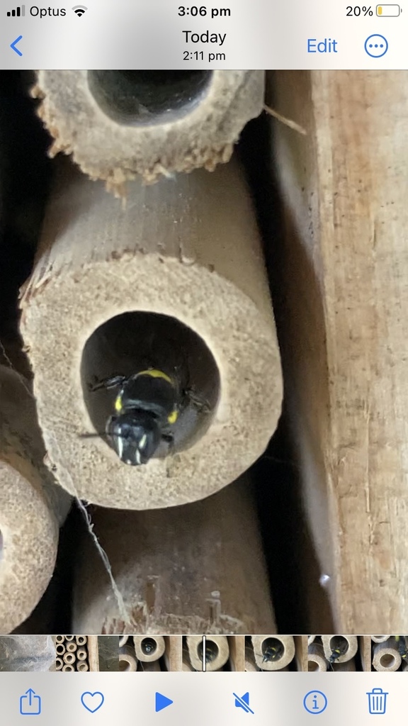 Cloudy Masked Bee from MacLeay Ave, Wahroonga, NSW, AU on November 27 ...