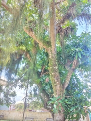 Mangifera indica image