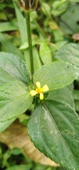 Calyptocarpus vialis image