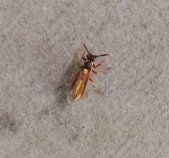 Apoica pallens image