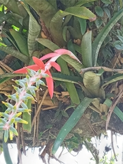 Aechmea nudicaulis image