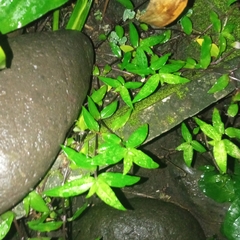 Strobilanthes reptans image