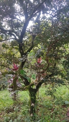 Image of Cinnamomum burmanni