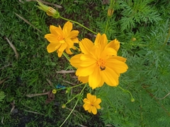 Cosmos sulphureus image