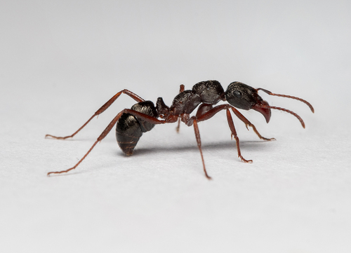 Ectatomma muticumEctatomma muticum