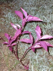 Alternanthera brasiliana image