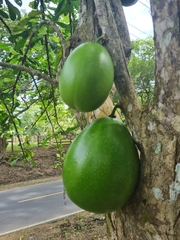 Crescentia cujete image
