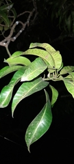 Mangifera indica image