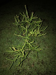 Image of Euphorbia tirucalli