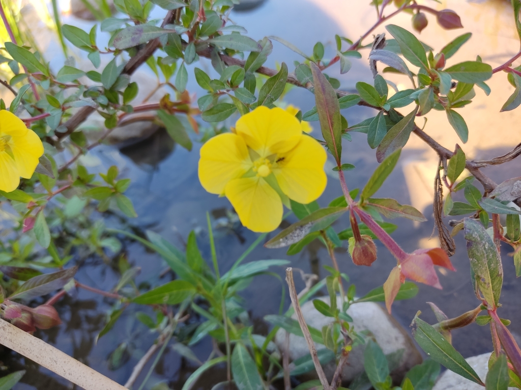 Mexican Primrose-willow from 81143 Sin., México on November 27, 2022 at ...