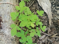 Cleome rutidosperma image