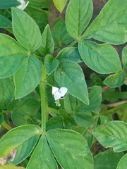 Cleome rutidosperma image