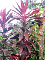 Cordyline fruticosa image