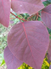 Euphorbia cotinifolia image