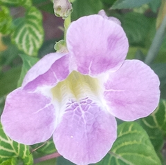 Asystasia gangetica image