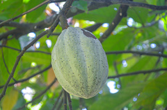 Theobroma cacao image