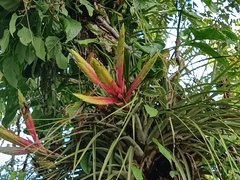 Tillandsia fasciculata image