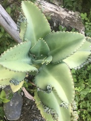 Kalanchoe laetivirens image